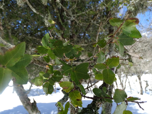 Image of Acer sempervirens by (c) Grzegorz Grzejszczak, some rights reserved (CC BY-SA)