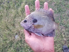 Lepomis macrochirus purpurascens
