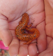 Pseudotriton ruber