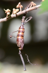 Lymantria dispar