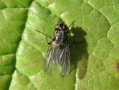 Hydrotaea dentipes
