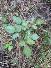 Rubus trivialis