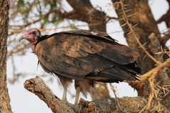 Necrosyrtes monachus