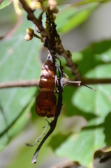 Lymantria dispar