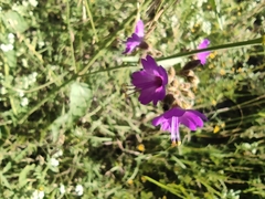 Mirabilis viscosa