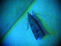 Acroclita subsequana