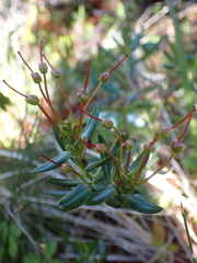 Kalmia microphylla