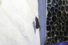 Virbia laeta