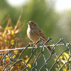 Emberiza cirlus