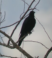 Corvus sinaloae