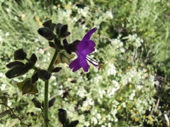 Mirabilis viscosa