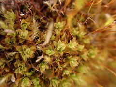 Tortella