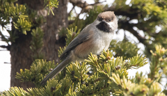 Poecile hudsonicus