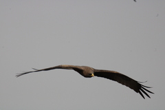 Milvus migrans parasitus