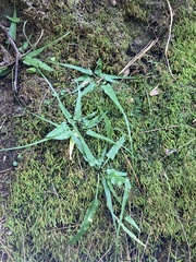 Asplenium rhizophyllum