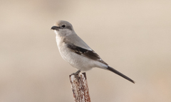 Lanius borealis