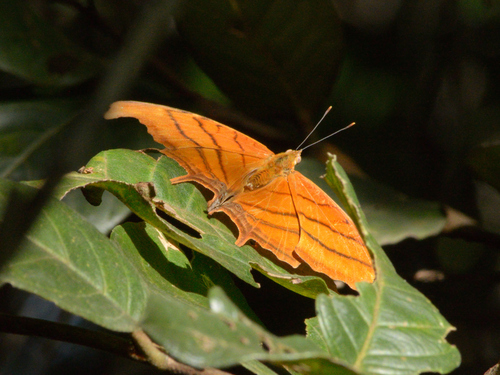 Marpesia petreus image