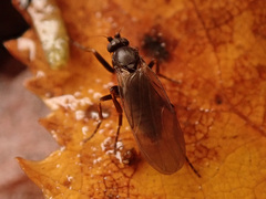 Phoridae