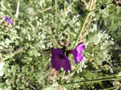Mirabilis viscosa