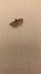 Gymnoscelis rufifasciata