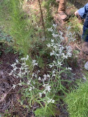 Pseudognaphalium