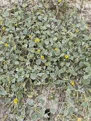 Arctotheca populifolia