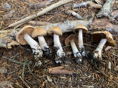 Cortinarius malachius