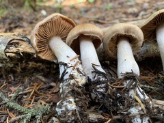 Cortinarius malachius