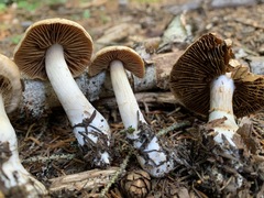 Cortinarius malachius