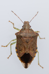 Podisus brevispinus