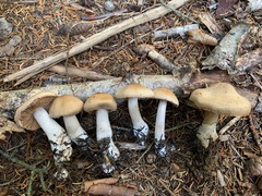 Cortinarius malachius