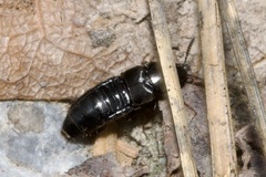 Aleochara