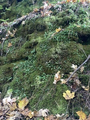 Asplenium rhizophyllum