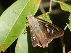 Polygonus leo
