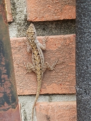 Anolis sagrei