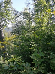 Abies alba