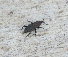 Sphenophorus parvulus