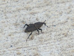 Sphenophorus parvulus