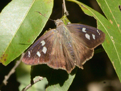 Polygonus leo