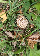 Caucasotachea vindobonensis