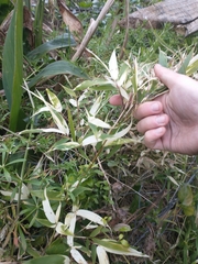 Phyllostachys aurea