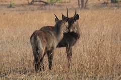 Kobus ellipsiprymnus defassa