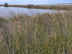 Juncus maritimus