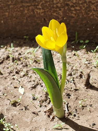 Sternbergia lutea image