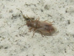 Cymus claviculus