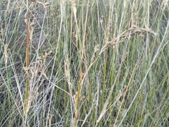 Juncus maritimus