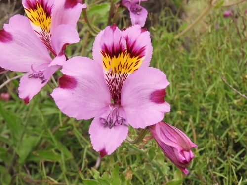 Alstroemeria philippii (Alstroemeria philippii)