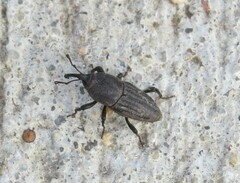 Sphenophorus parvulus