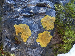 Xanthorioideae