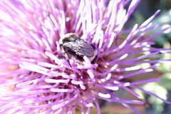 Bombus vosnesenskii